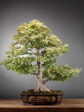 Picture for category Acer Palmatum