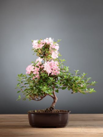 Picture for category Azalea, Rhododendron