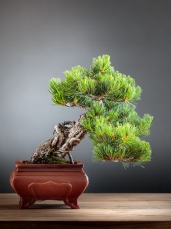 Immagine per la categoria Pinus
