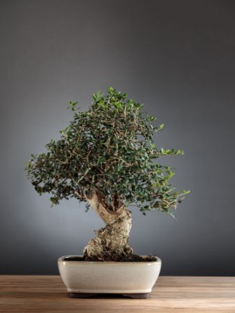 Picture for category Olea Europaea