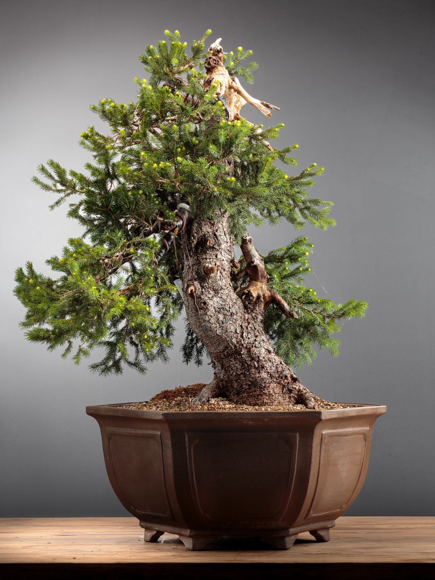 Abete rosso bonsai: come prendersene cura