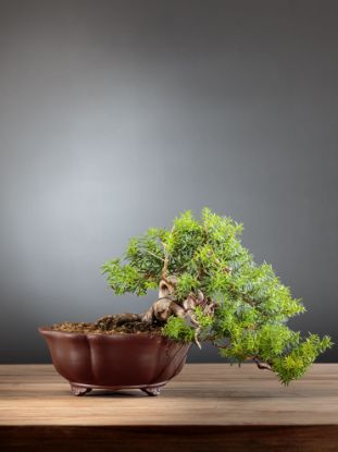 Picture of Japanese yew