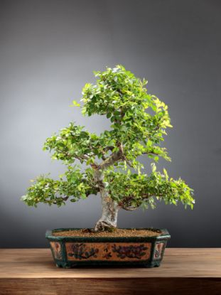 Picture of Chinese elm