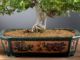 Picture of Chinese elm