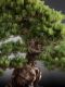 Picture of Japanese pine