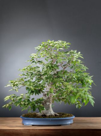 Picture for category Fagus Crenata