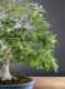 Picture of Japanese beech