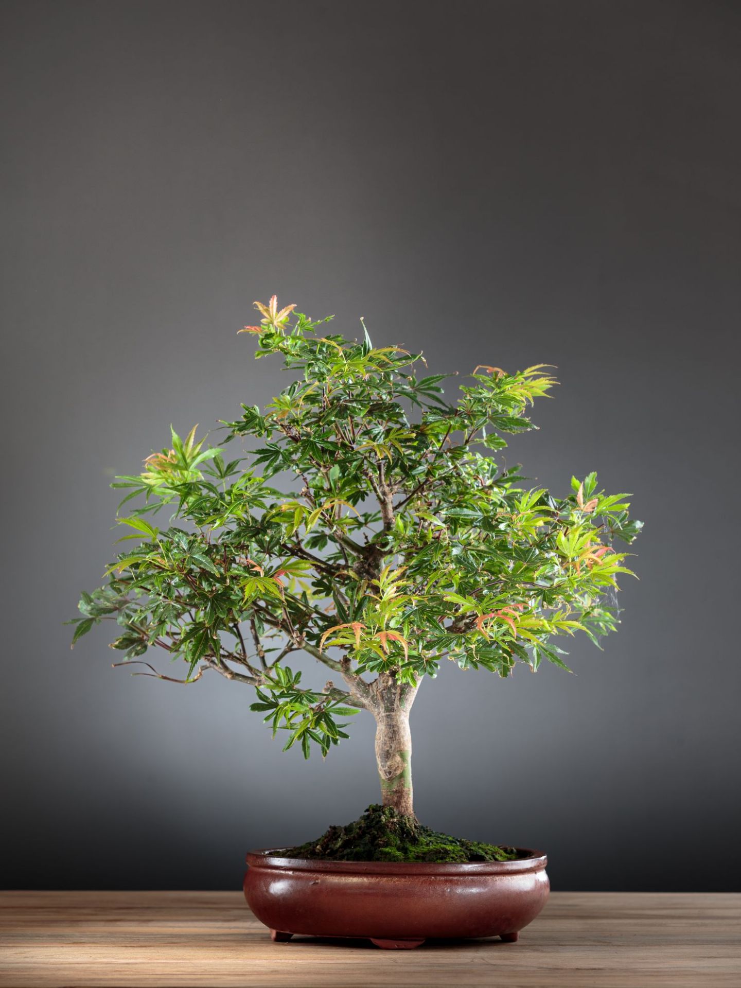 Picture of Japanese maple