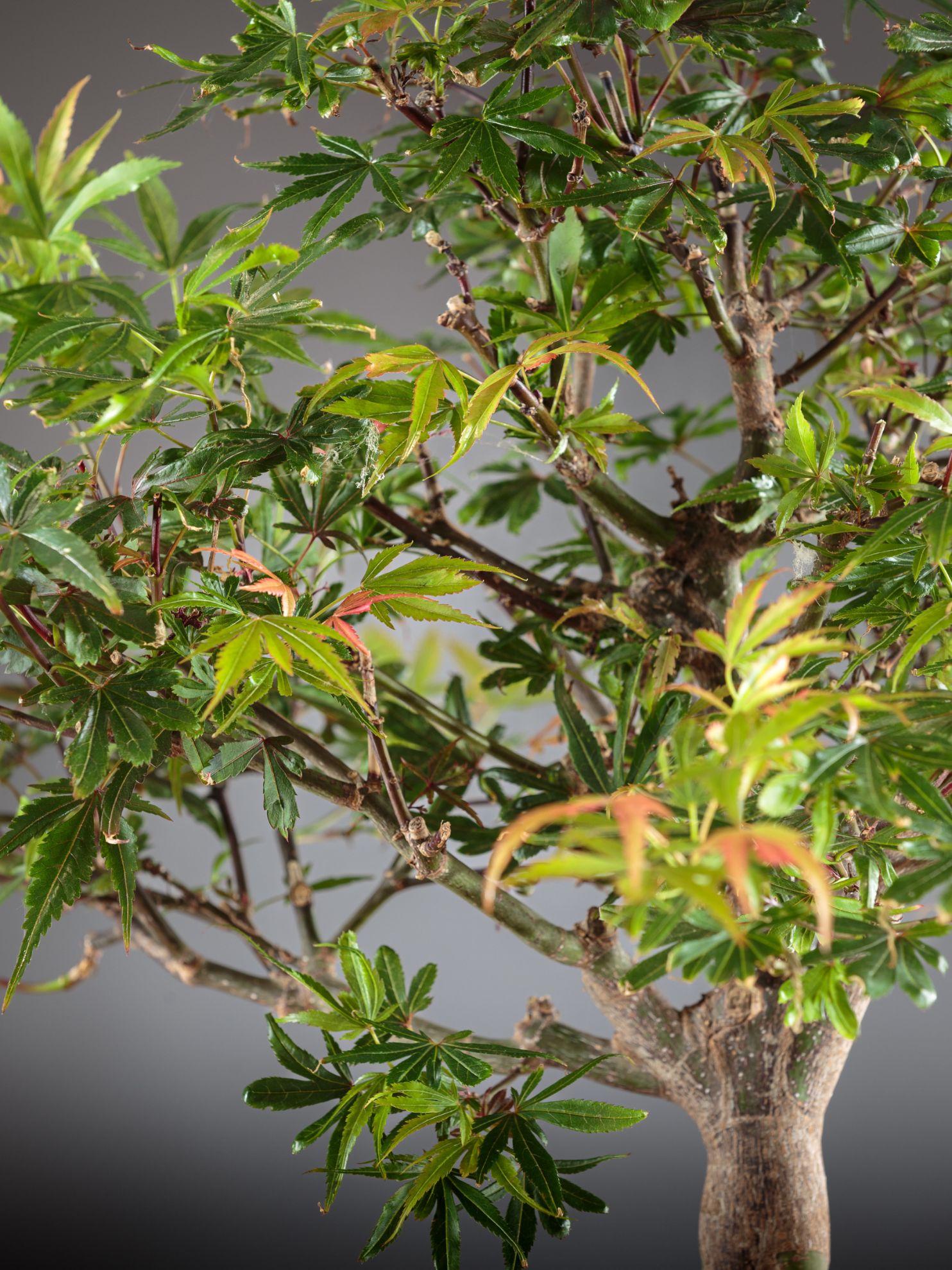 Fertilizzante Liquido Per Acero Giapponese Hight Tech - Nutriente Concentrato Per Fogliame Sano E Rigoglioso - Foto 4