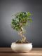 Bonsai Gardenia: descrizione, cura e mantenimento