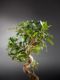 Bonsai Gardenia: descrizione, cura e mantenimento