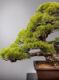 Picture of Japanese pine