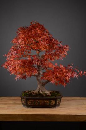 Picture of Japanese maple