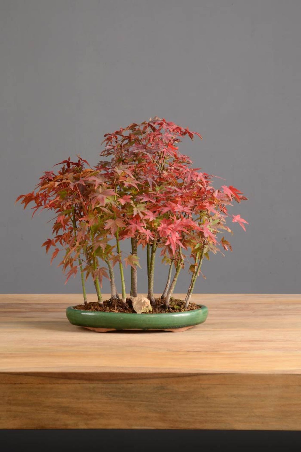 Bonsai Acero Rosso: un affascinante simbolo della natura
