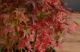 Bonsai Acero Rosso: un affascinante simbolo della natura