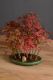 Picture of Japanese red maple
