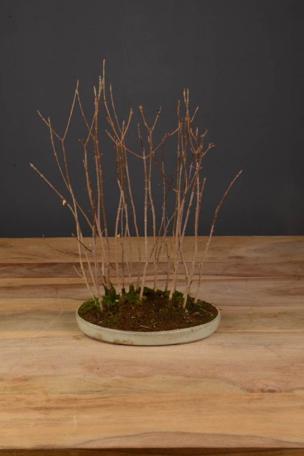 Fertilizzante Liquido Per Acero Giapponese Hight Tech - Nutriente Concentrato Per Fogliame Sano E Rigoglioso - Foto 2