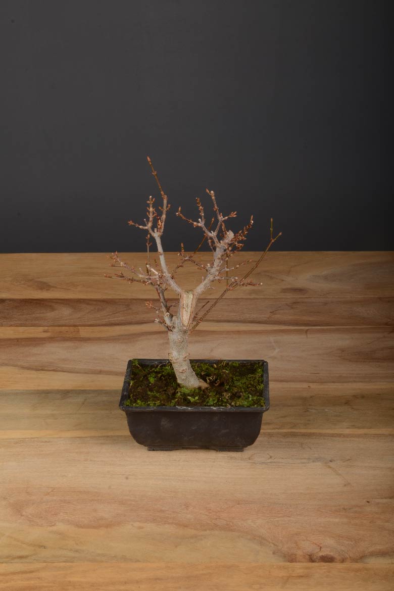 Bonsai Acero Giapponese - Bonsai - Foto 8