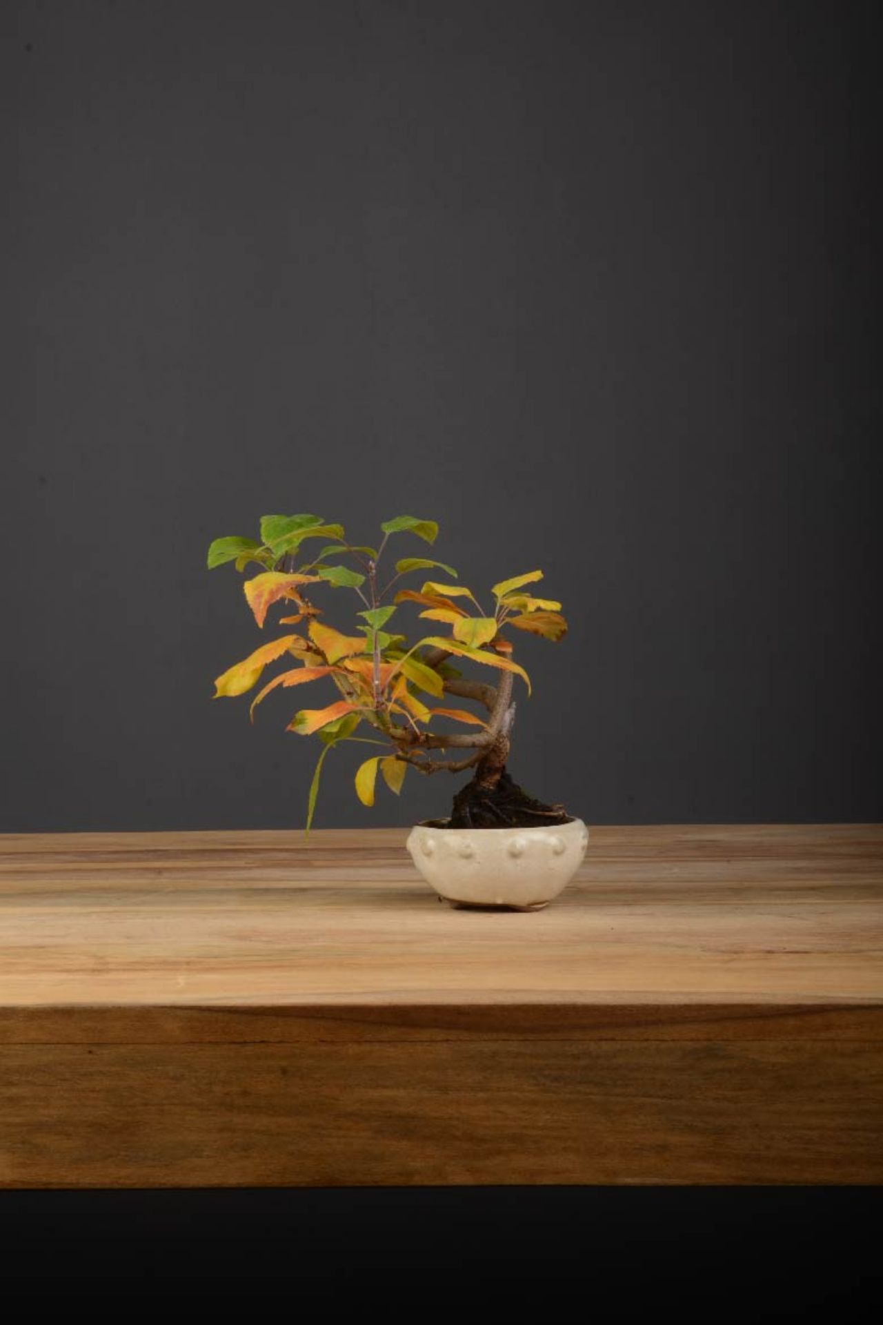 Picture of Apple tree