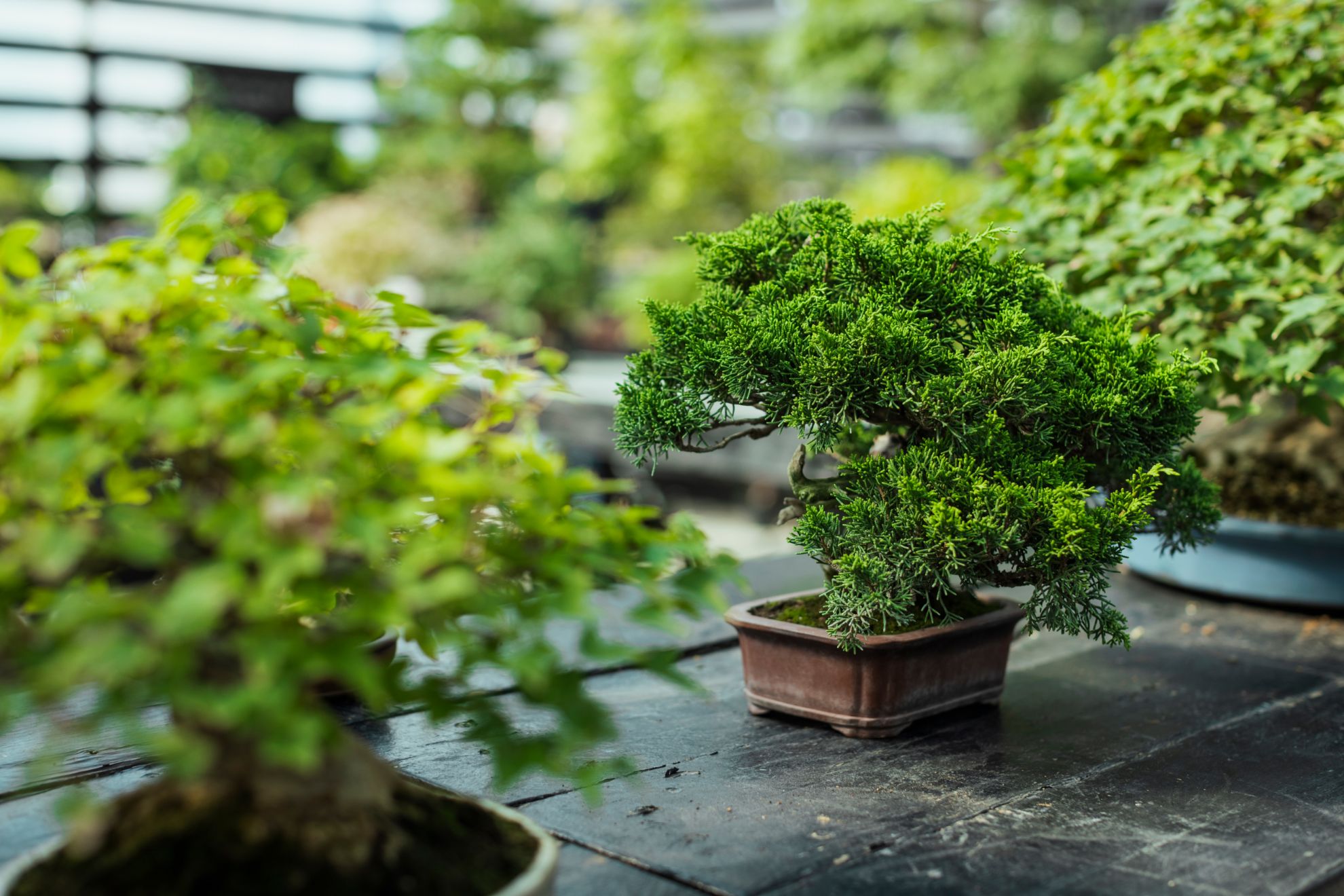 Vendita Bonsai di Olivo-Bonsai OnLine