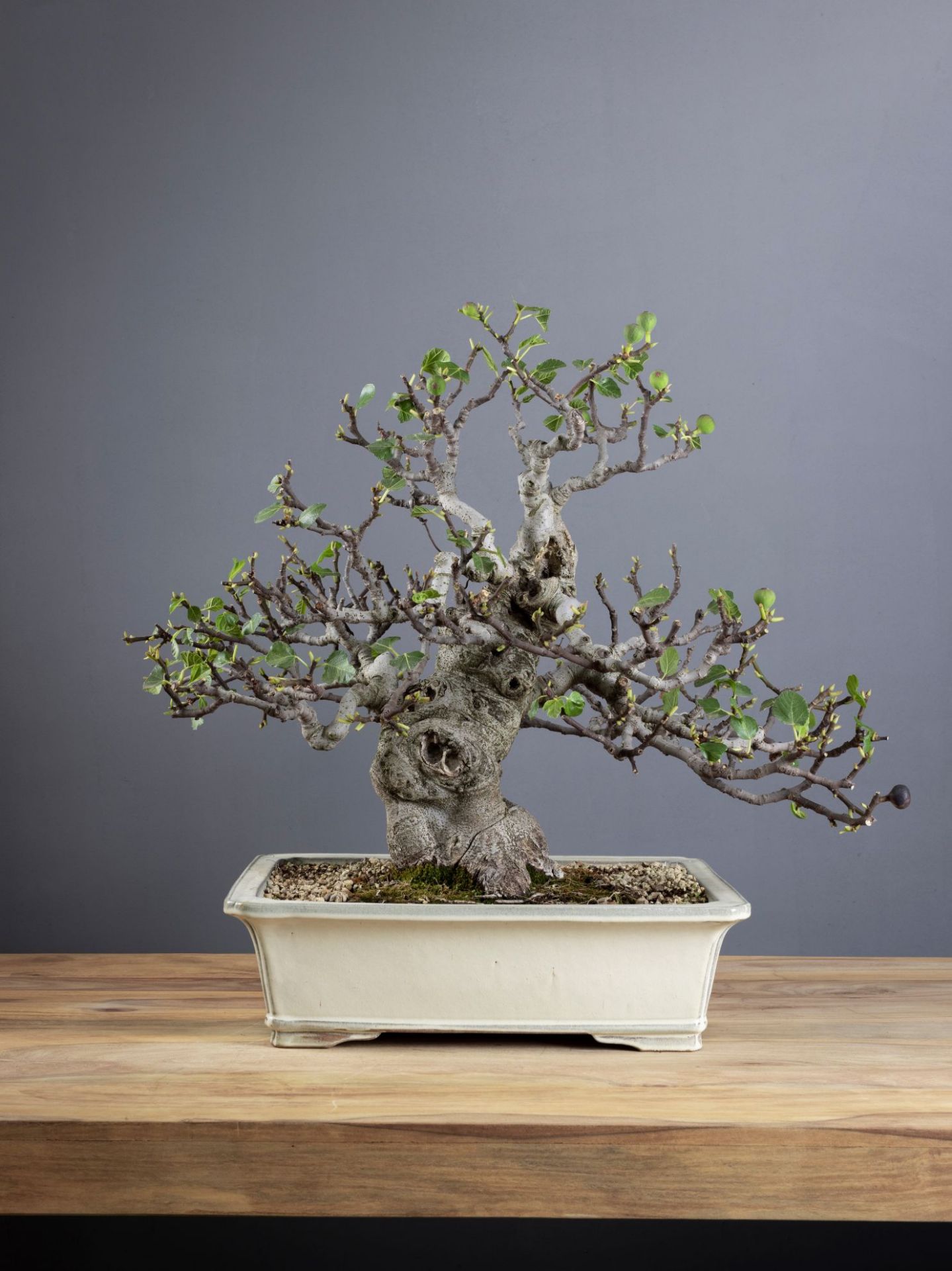 Immagine di Fico ficus carica