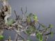 Immagine di Fico ficus carica