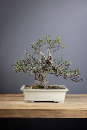 Picture for category Ficus Carica