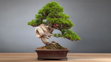 Immagine per la categoria Collezione esemplari bonsai