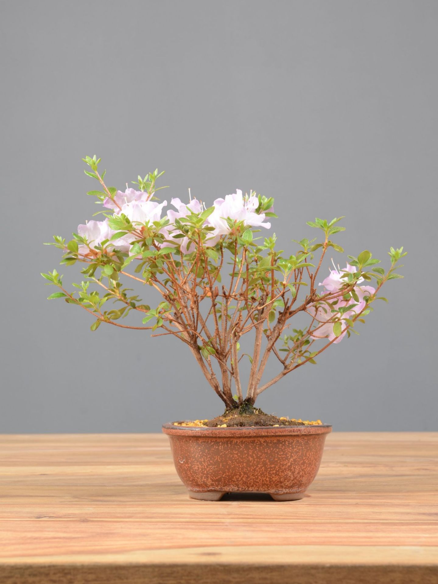 Picture of Japanese azalea