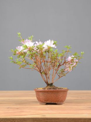 Picture of Japanese azalea