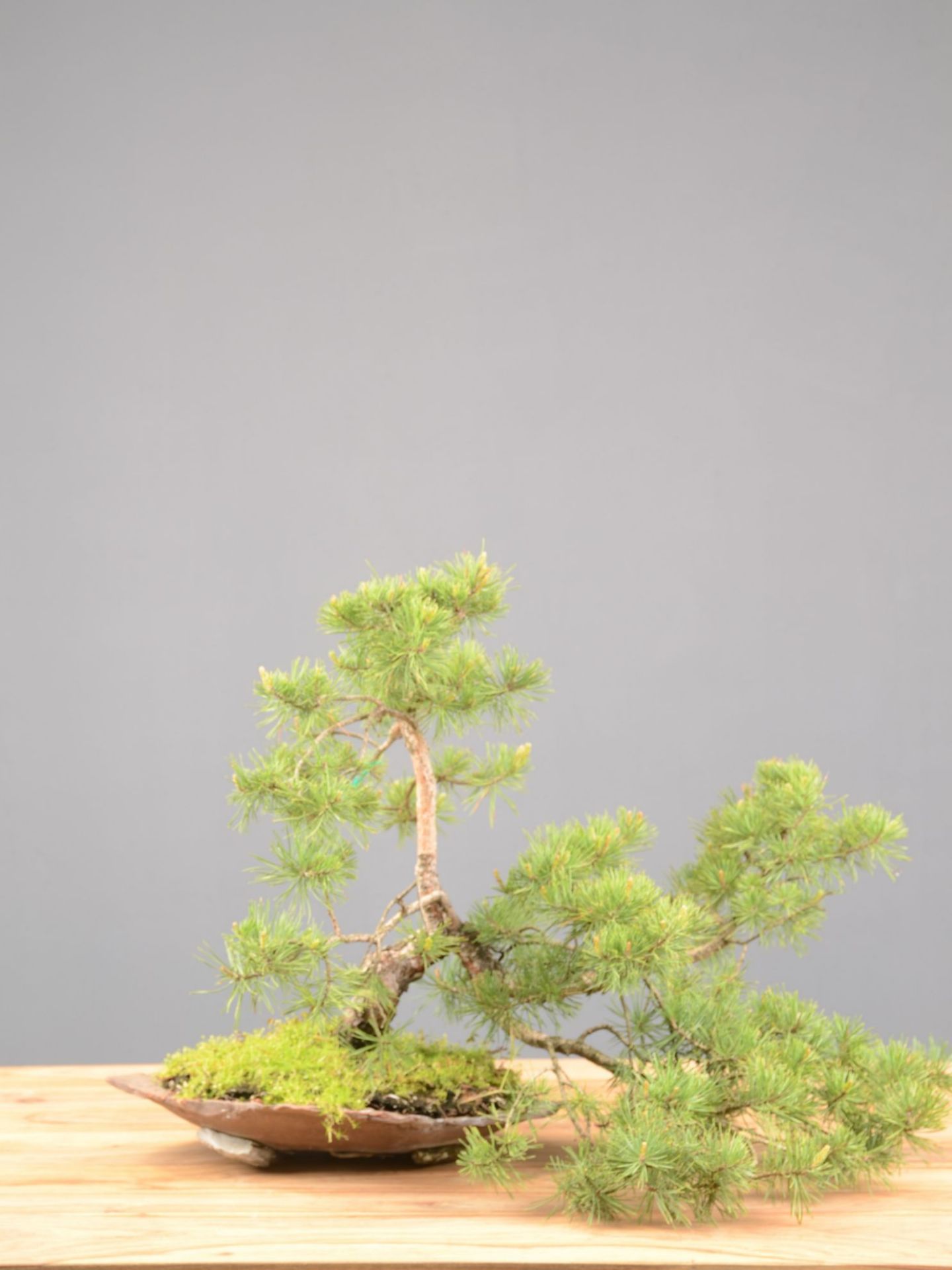 Bonsai Pino silvestre: quanto costa e tutto quello che ti serve sapere sui bonsai di Pino.