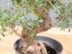 Picture of Olive tree