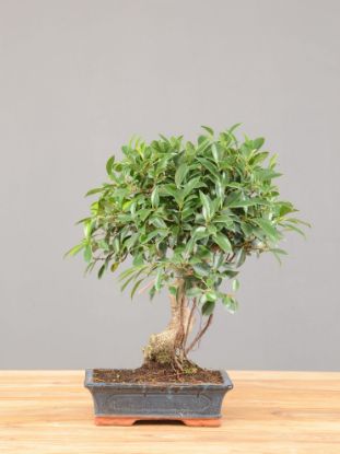 Bonsai Ficus retusa: descrizione, cura e mantenimento