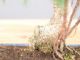 Bonsai Ficus retusa: descrizione, cura e mantenimento