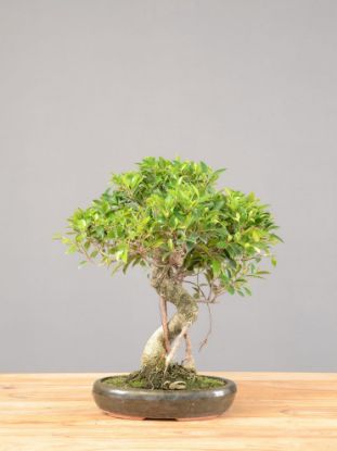 Bonsai Ficus retusa: descrizione, cura e mantenimento
