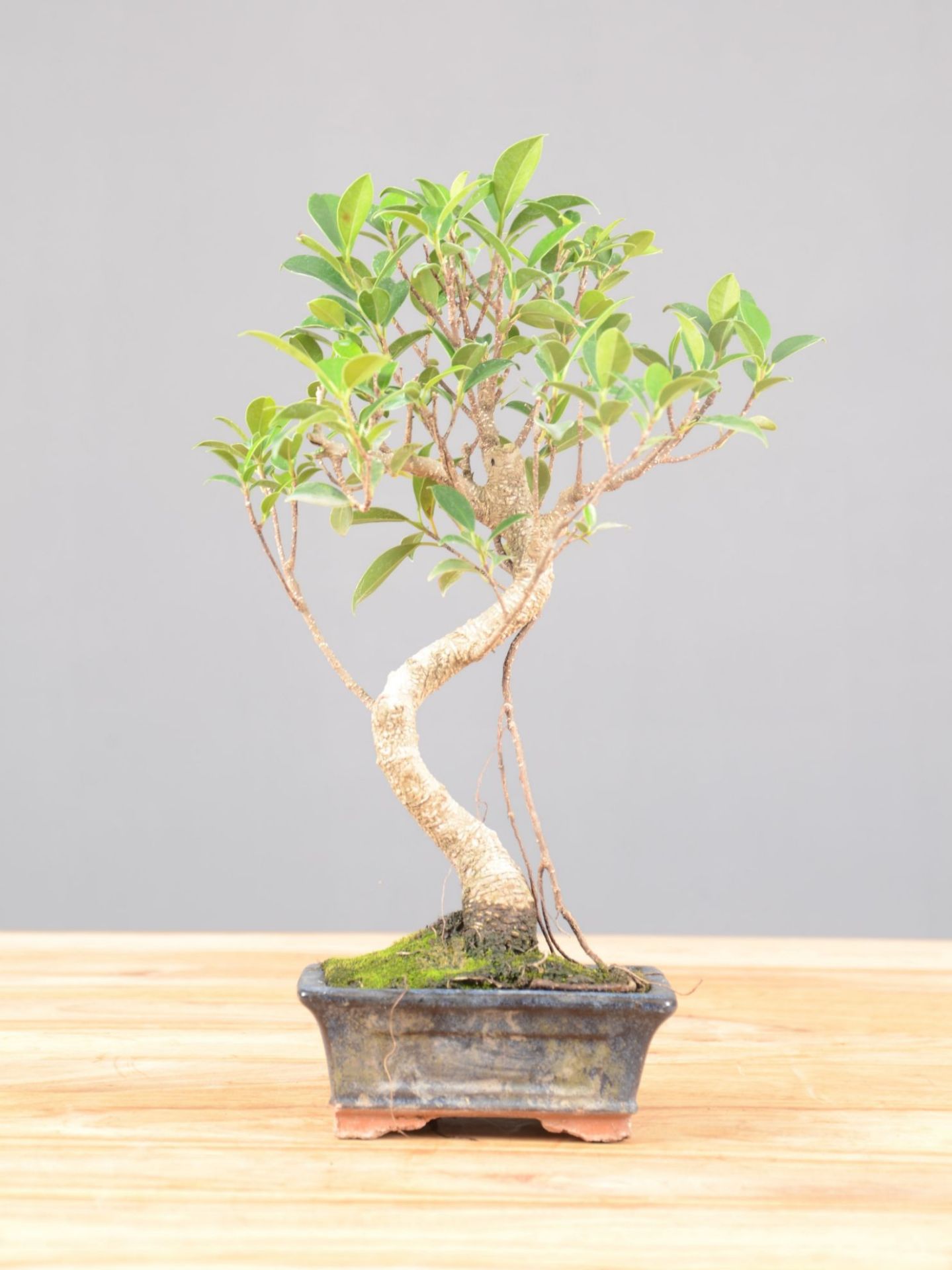 Immagine di Bonsai Ficus retusa (Bonsai Fico)