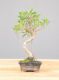 Immagine di Bonsai Ficus retusa (Bonsai Fico)