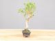 Immagine di Bonsai Ficus retusa (Bonsai Fico)