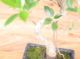 Immagine di Bonsai Ficus retusa (Bonsai Fico)