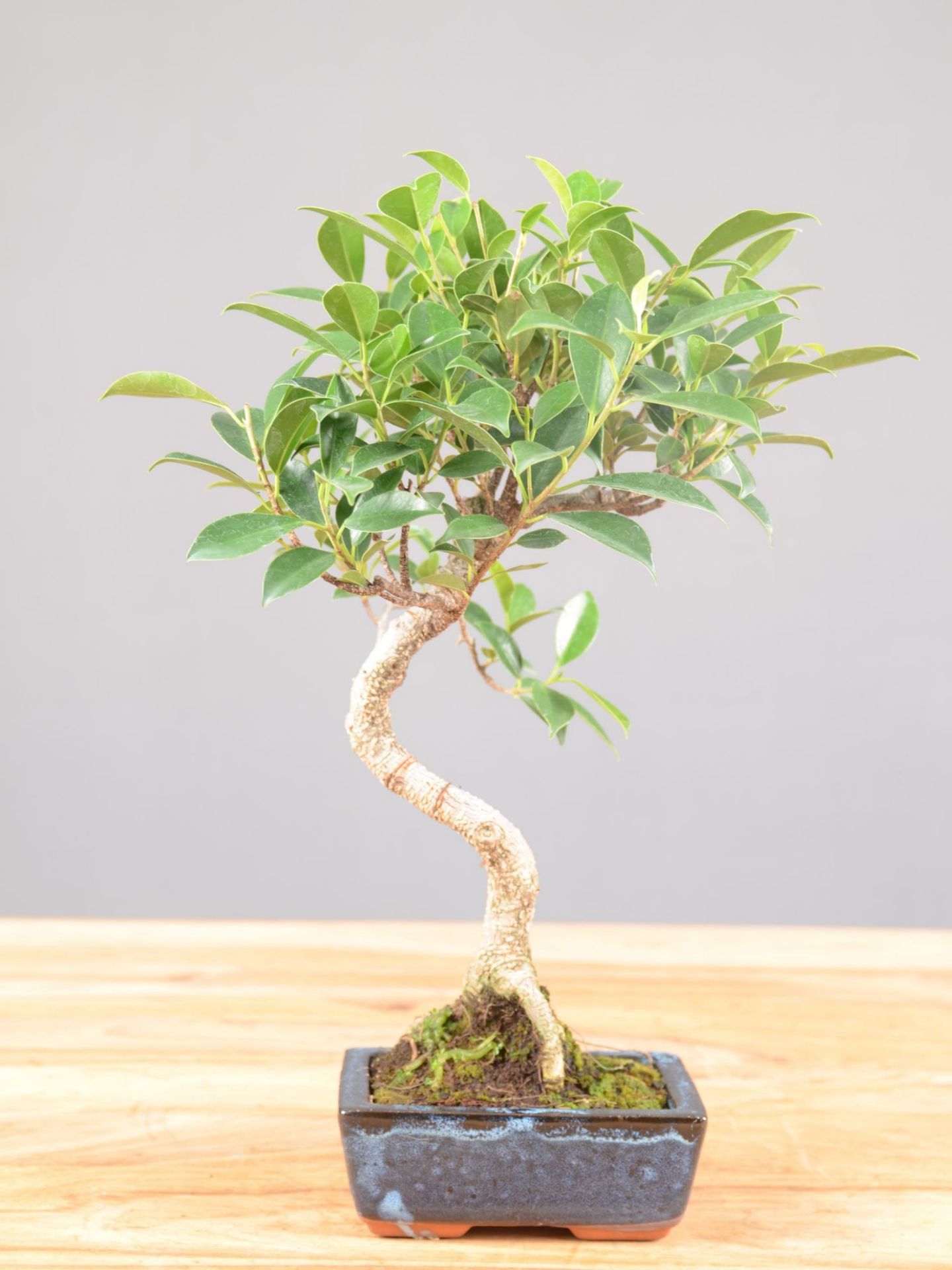 Immagine di Bonsai Ficus retusa (Bonsai Fico)