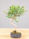 Immagine di Bonsai Ficus retusa (Bonsai Fico)