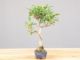 Immagine di Bonsai Ficus retusa (Bonsai Fico)
