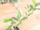 Immagine di Bonsai Ficus retusa (Bonsai Fico)