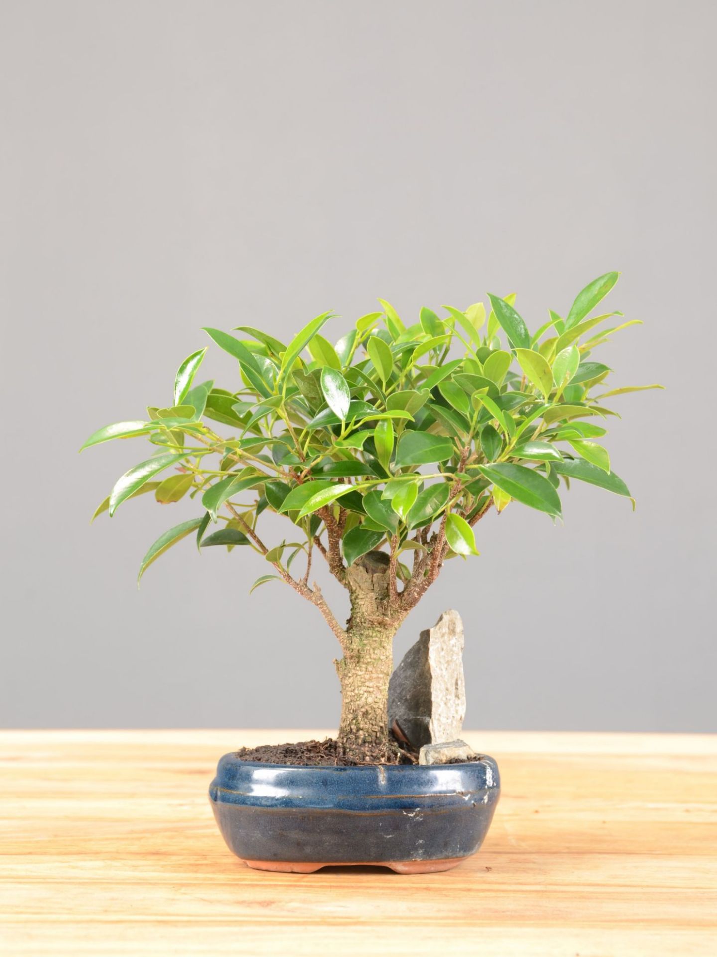 Immagine di Bonsai Ficus retusa (Bonsai Fico)