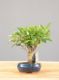 Immagine di Bonsai Ficus retusa (Bonsai Fico)