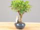 Immagine di Bonsai Ficus retusa (Bonsai Fico)