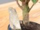 Immagine di Bonsai Ficus retusa (Bonsai Fico)