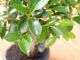 Immagine di Bonsai Ficus retusa (Bonsai Fico)