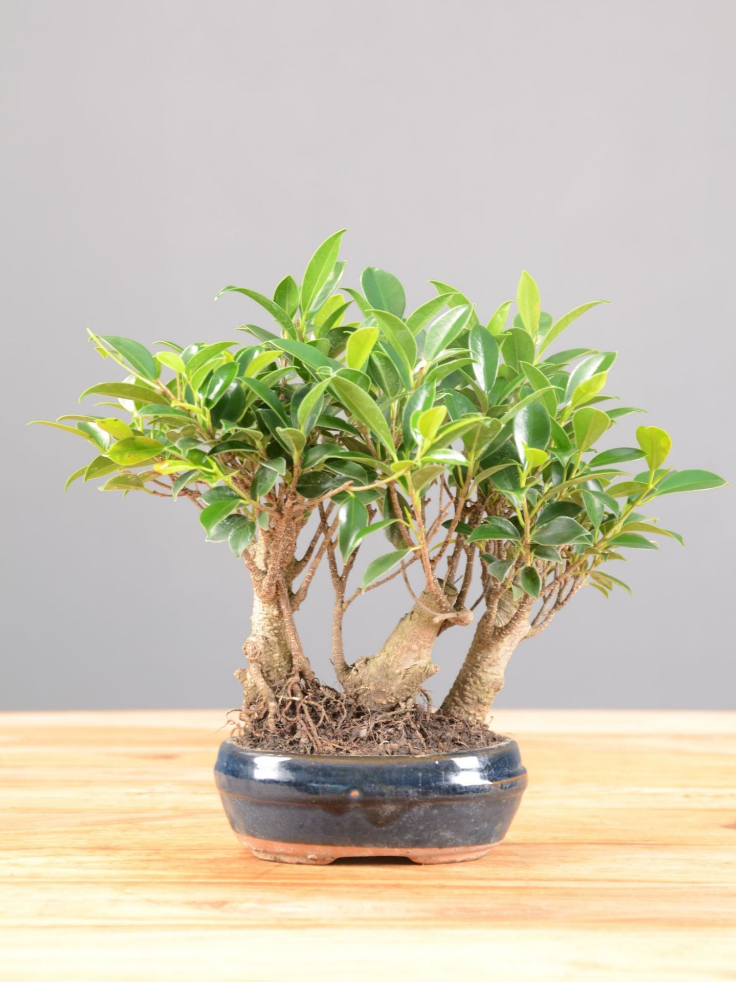 Immagine di Bonsai Ficus r.