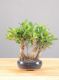 Immagine di Bonsai Ficus r.